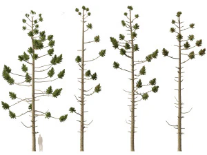 Araucaria angustifolia - Brazilian pine 01 3D Model