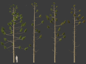 Araucaria angustifolia - Brazilian pine 01 Modèle 3D