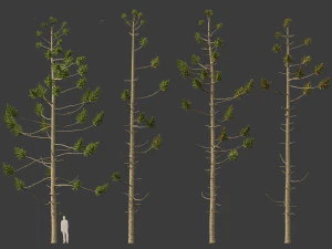 Araucaria angustifolia - Brazilian pine 01 3D Model