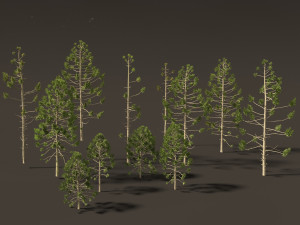 Araucaria angustifolia - Brazilian pine 01 Modèle 3D