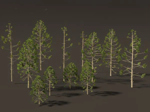 Araucaria angustifolia - Brazilian pine 01 3D Model