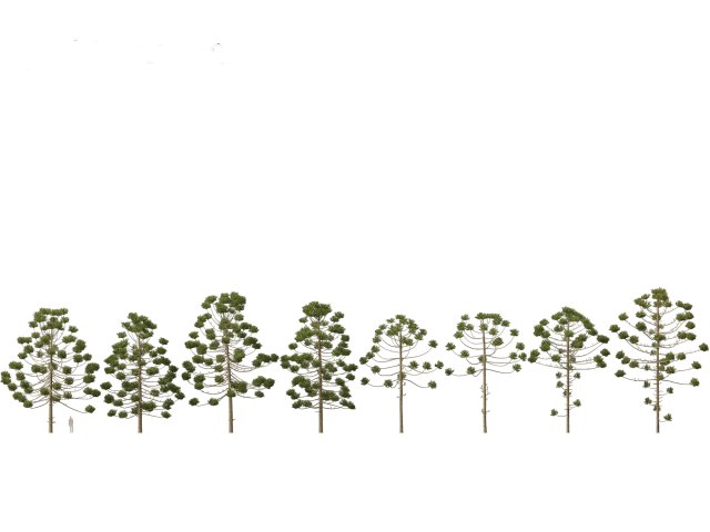 Araucaria angustifolia - Brazilian pine 02 3D Model .c4d .max .obj .3ds .fbx .stl .blend 