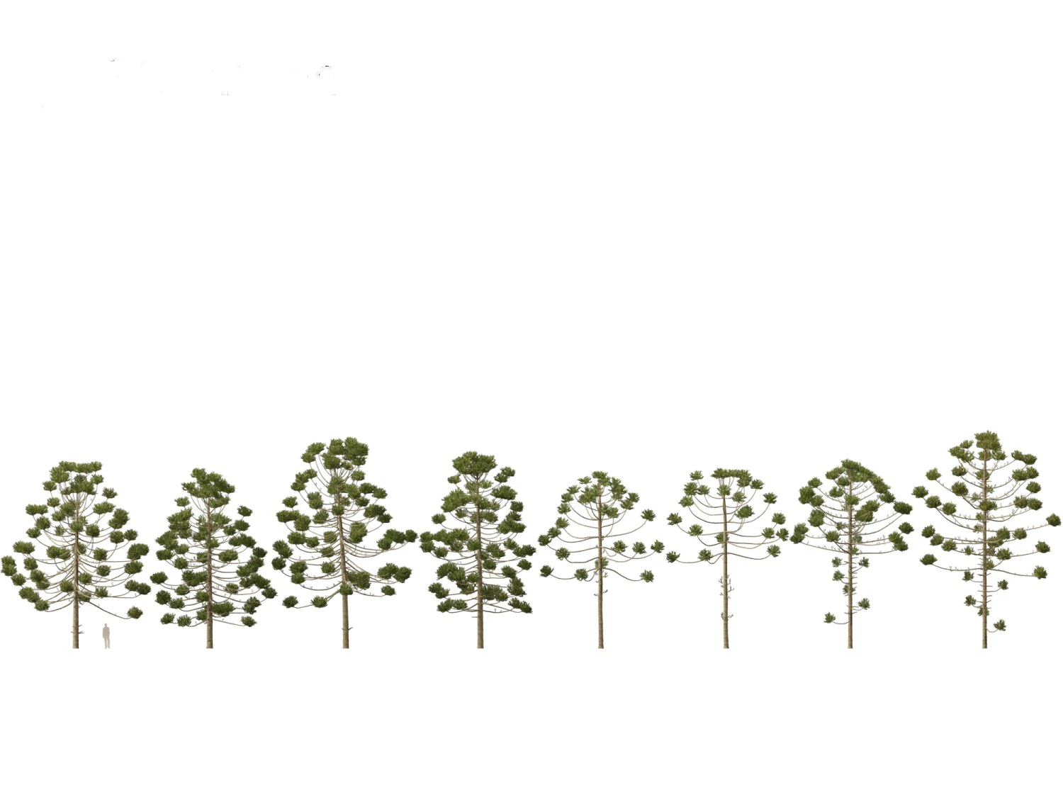 Araucaria angustifolia - Brazilian pine 02 3D Model .c4d .max .obj .3ds .fbx .stl .blend 
