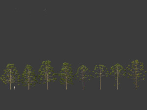 Araucaria angustifolia - Brazilian pine 02 3D Model