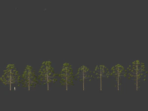 Araucaria angustifolia - Brazilian pine 02 3D Model