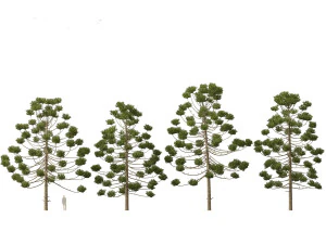 Araucaria angustifolia - Brazilian pine 02 3D Model