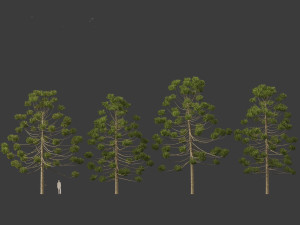 Araucaria angustifolia - Brazilian pine 02 3D Model