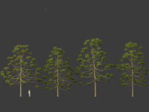 Araucaria angustifolia - Brazilian pine 02 3D Model