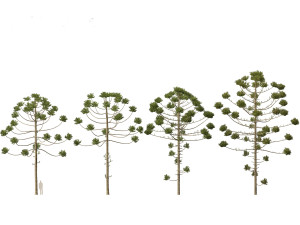 Araucaria angustifolia - Brazilian pine 02 3D Model