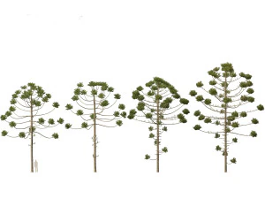 Araucaria angustifolia - Brazilian pine 02 3D Model
