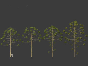 Araucaria angustifolia - Brazilian pine 02 3D Model