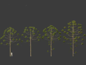 Araucaria angustifolia - Brazilian pine 02 3D Model