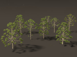 Araucaria angustifolia - Brazilian pine 02 3D Model
