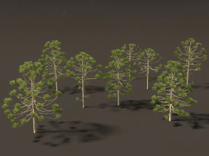 Araucaria angustifolia - Brazilian pine 02 3D Model