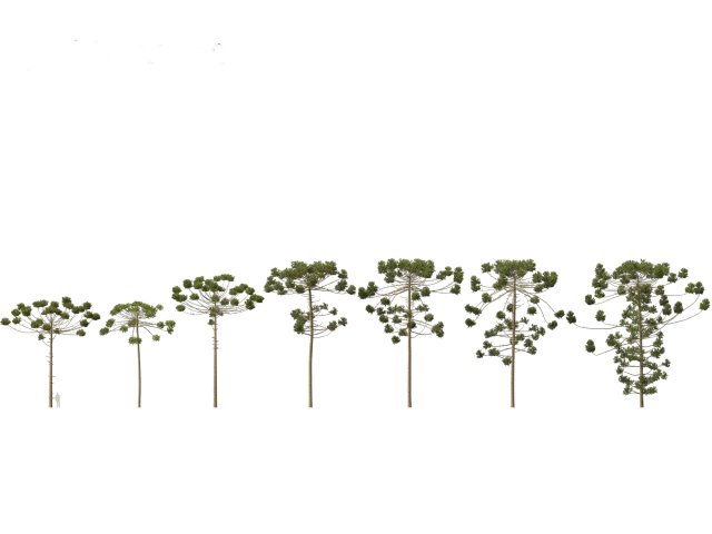 Araucaria angustifolia - Brazilian pine 03 3D Model .c4d .max .obj .3ds .fbx .stl .blend 