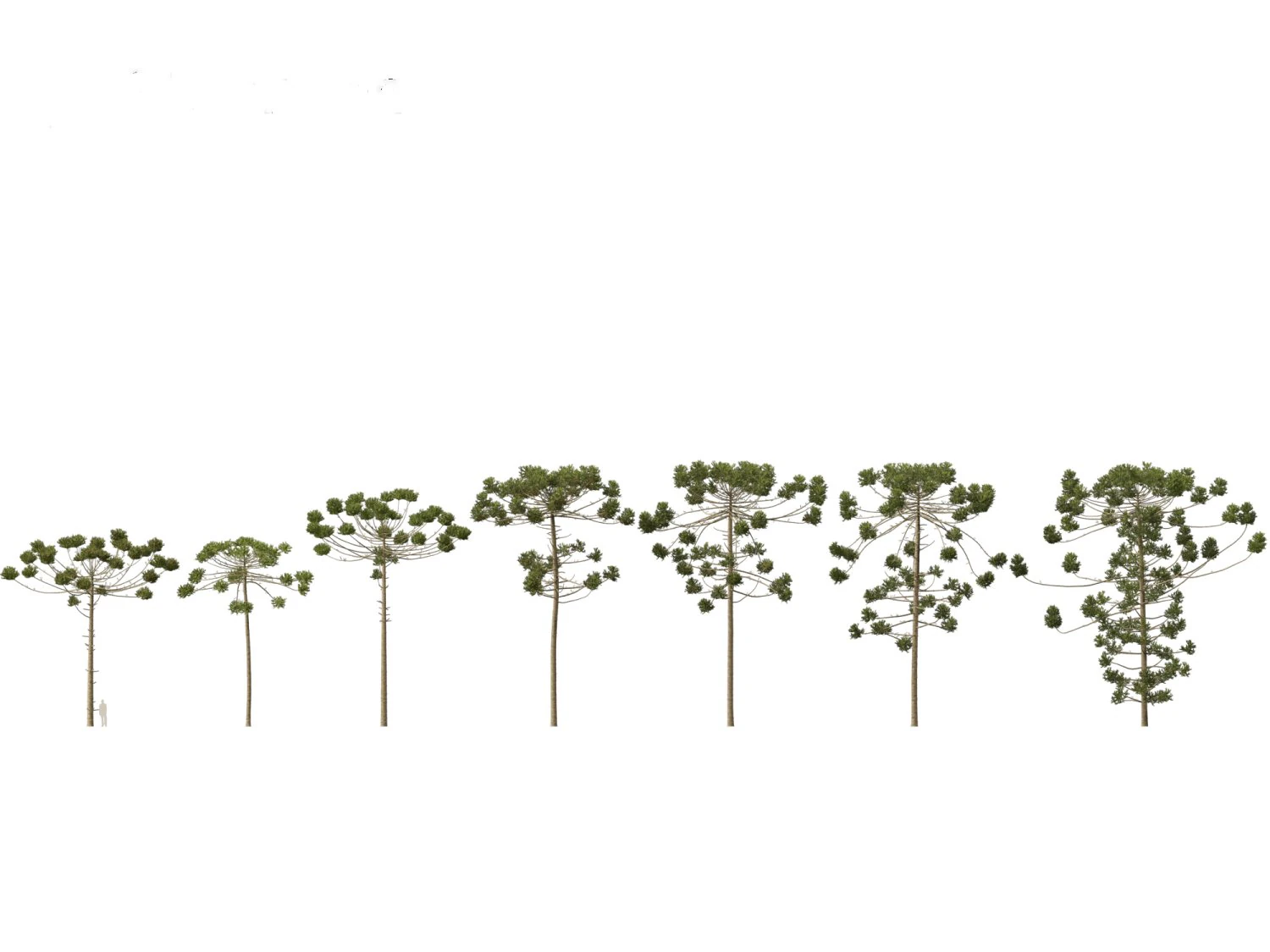 Araucaria angustifolia - Brazilian pine 03 3D Model .c4d .max .obj .3ds .fbx .stl .blend