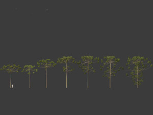Araucaria angustifolia - Brazilian pine 03 3D Model