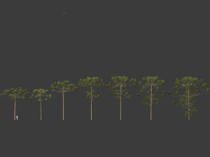 Araucaria angustifolia - Brazilian pine 03 3D Model