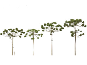 Araucaria angustifolia - Brazilian pine 03 3D Model