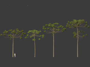 Araucaria angustifolia - Brazilian pine 03 3D Model