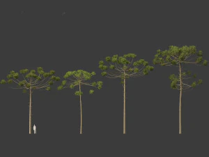 Araucaria angustifolia - Brazilian pine 03 3D Model