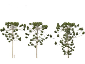 Araucaria angustifolia - Brazilian pine 03 3D Model