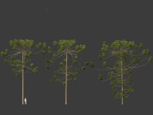Araucaria angustifolia - Brazilian pine 03 3D Model