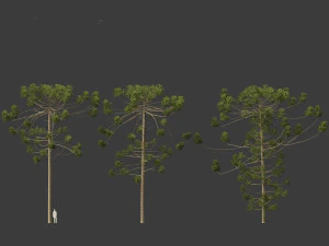 Araucaria angustifolia - Brazilian pine 03 3D Model