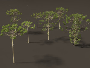 Araucaria angustifolia - Brazilian pine 03 3D Model