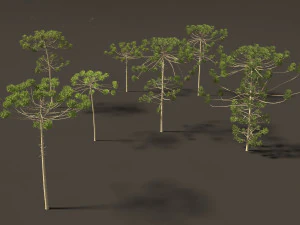 Araucaria angustifolia - Brazilian pine 03 3D Model