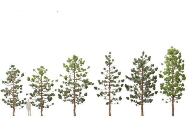 Araucaria cunninghamii - the Hoop Pine 01 3D Model .c4d .max .obj .3ds .fbx .stl .blend 