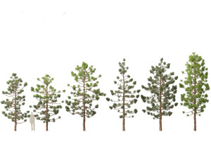 Araucaria cunninghamii - the Hoop Pine 01 3Dモデル