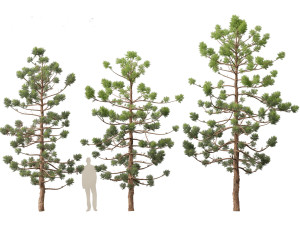Araucaria cunninghamii - the Hoop Pine 01 3D Model
