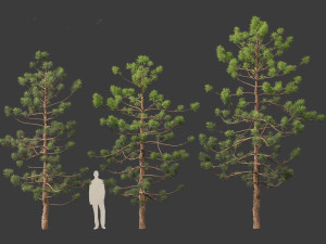 Araucaria cunninghamii - the Hoop Pine 01 3D Model