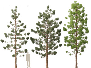 Araucaria cunninghamii - the Hoop Pine 01 3D Model