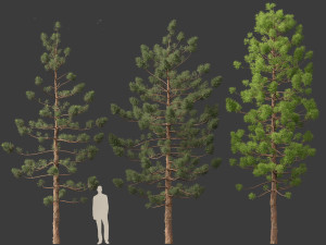Araucaria cunninghamii - the Hoop Pine 01 3D Model