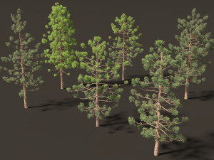 Araucaria cunninghamii - the Hoop Pine 01 3D Model