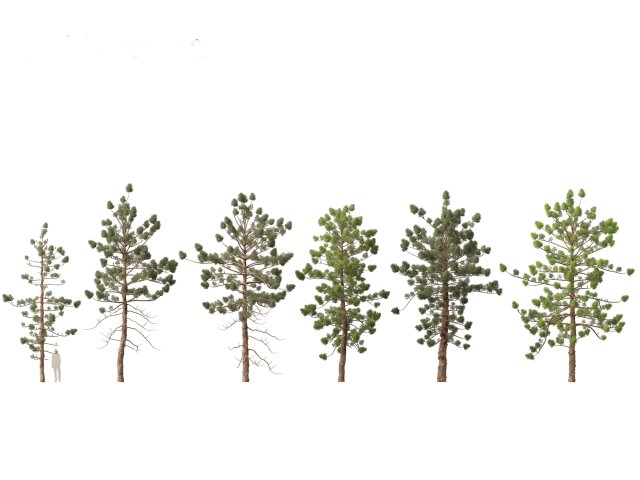 Araucaria cunninghamii - the Hoop Pine 02 3D Model .c4d .max .obj .3ds .fbx .stl .blend 