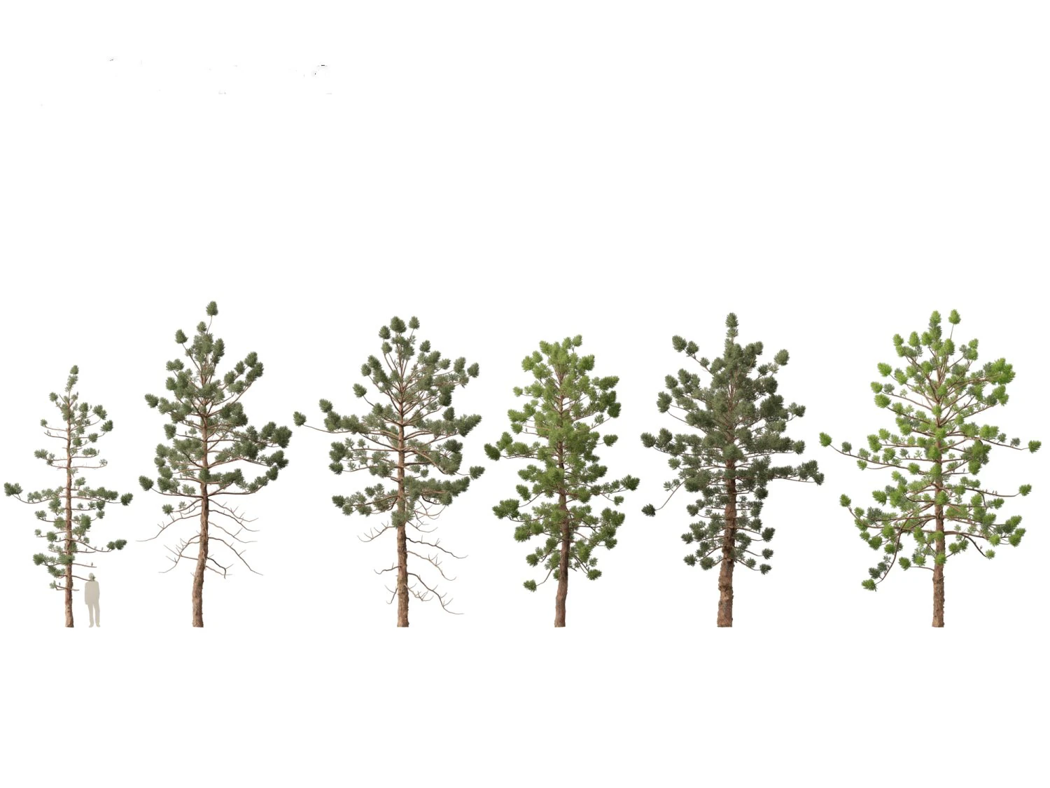 Araucaria cunninghamii - the Hoop Pine 02 3D Model .c4d .max .obj .3ds .fbx .stl .blend