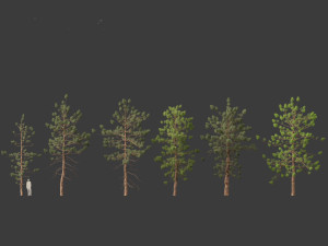 Araucaria cunninghamii - the Hoop Pine 02 3D Model