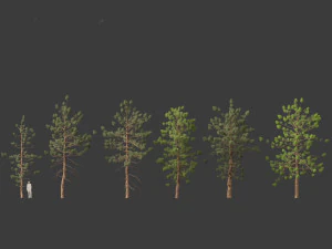 Araucaria cunninghamii - the Hoop Pine 02 3D Model