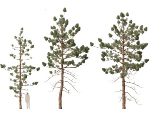 Araucaria cunninghamii - the Hoop Pine 02 3D Model