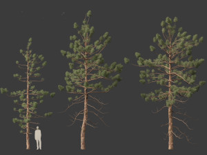 Araucaria cunninghamii - the Hoop Pine 02 3D Model