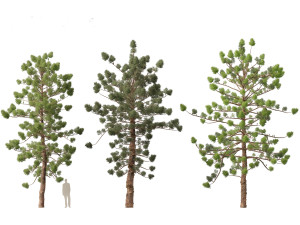 Araucaria cunninghamii - the Hoop Pine 02 3D Model