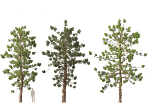 Araucaria cunninghamii - the Hoop Pine 02 3D Model