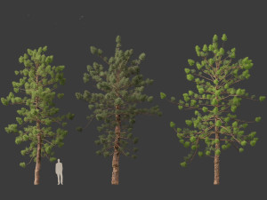 Araucaria cunninghamii - the Hoop Pine 02 3D Model