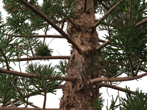 Araucaria cunninghamii - the Hoop Pine 02 3D Model