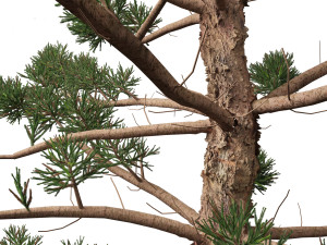 Araucaria cunninghamii - the Hoop Pine 02 3D Model