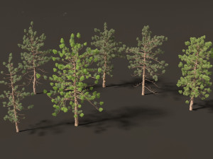Araucaria cunninghamii - the Hoop Pine 02 3D Model