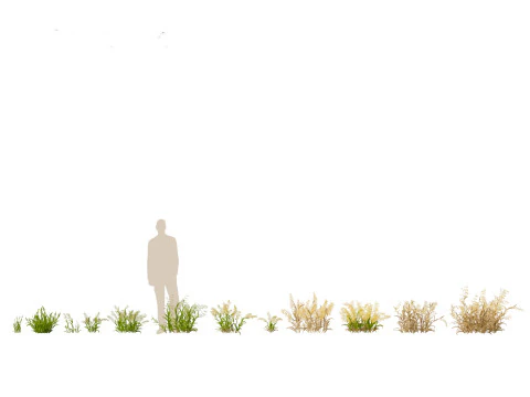Avena sativa - Oat 3D Model